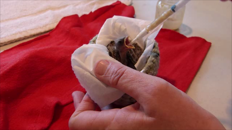 Young songbirds need to be fed frequently with a syringe filled with a special baby bird formula.