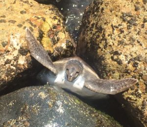 A sea turtle rescued from rocks after being caught on a fisherman's pole.