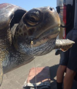 A hook can be seen extending from the mouth of this rescued sea turtle. it was caught on a fisherman's pole, most likely after eating the bait on the hook, and reeled into shore. After the animal was rescued by the Marine Department, the hook was removed by staff at the Aquarium of the Pacific.