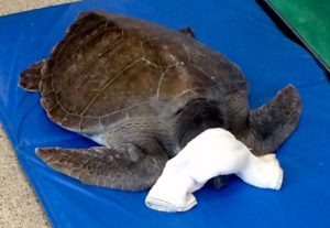 At the Aquarium of the Pacific, the turtle was X-rayed and more hooks were discovered.