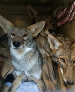 Coyotes peer out of their transport crate while on their way to their release location. Photo by Aileen Martinez