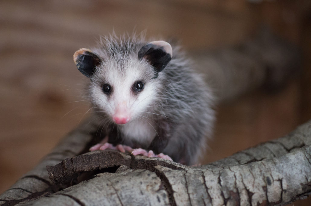 Opossums More Friend Than Foe California Wildlife Center