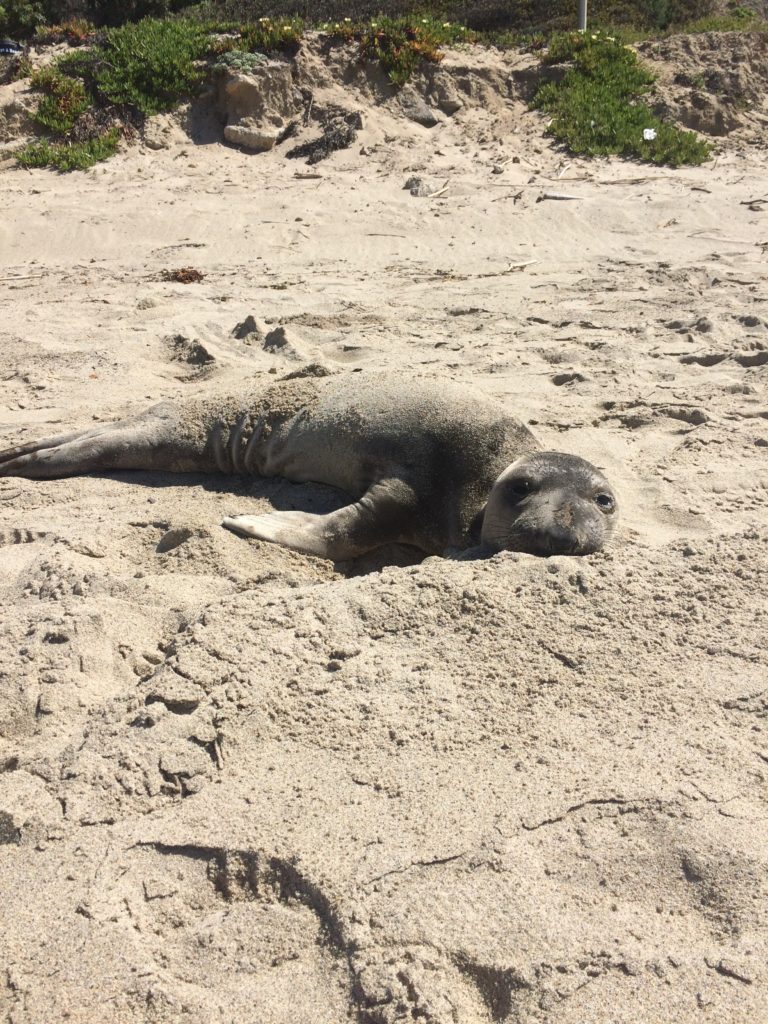 Looking Forward to the 2018 Marine Mammal Stranding Season – What can ...