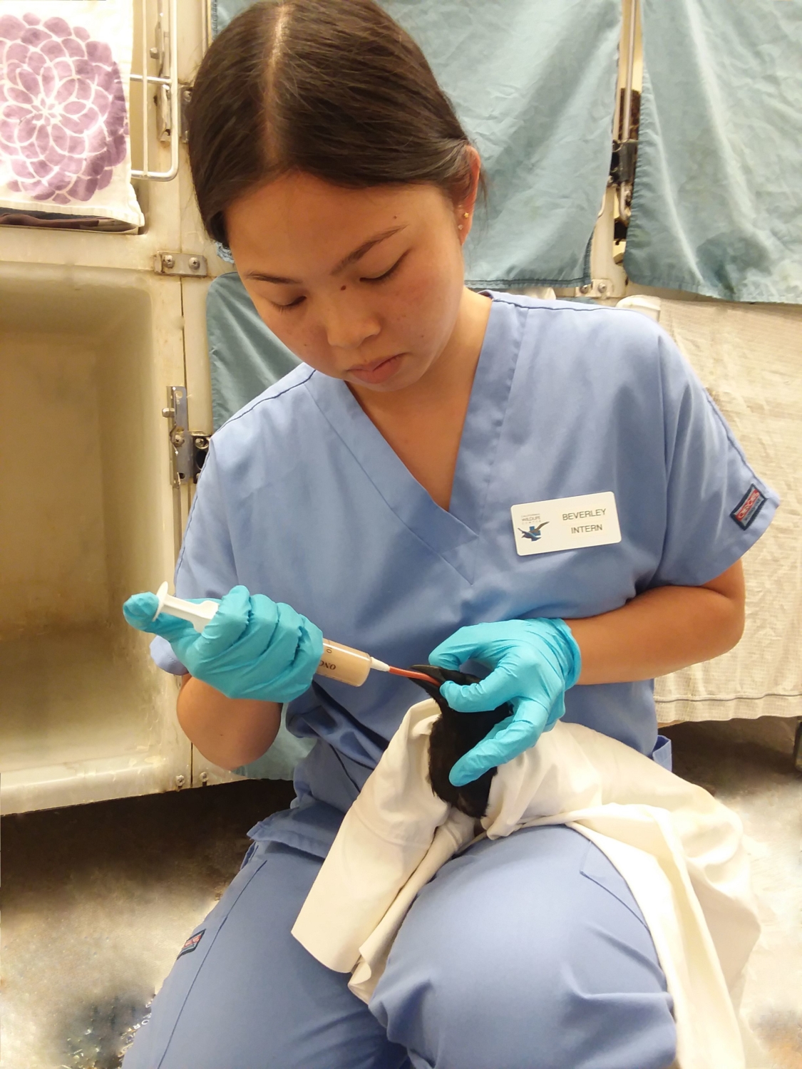 Summer Internship at CWC: So Nice I Did It Twice! | California Wildlife ...