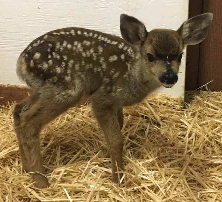 CWC Cares for Its First Fawn of the Year | California Wildlife Center