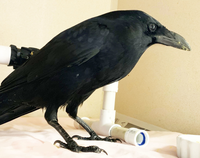 Clever Crows California Wildlife Center