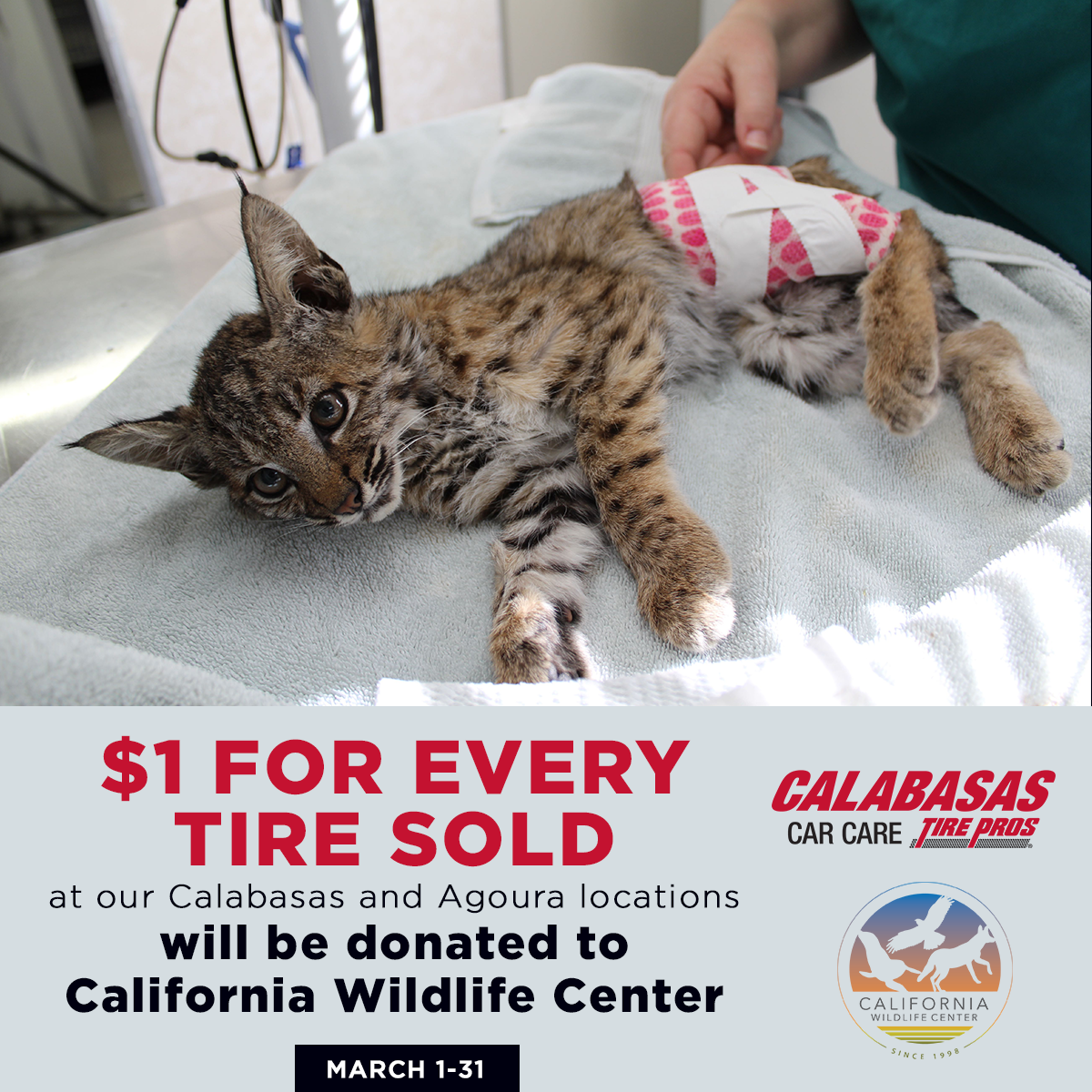 California Wildlife Center Protecting California's native wildlife