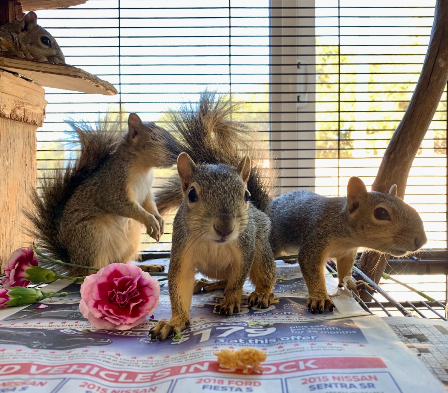 The Squirrels Are Coming | California Wildlife Center