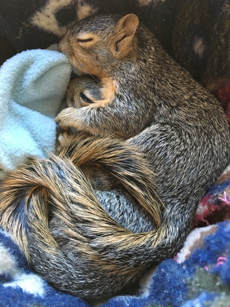 The Squirrels Are Coming | California Wildlife Center