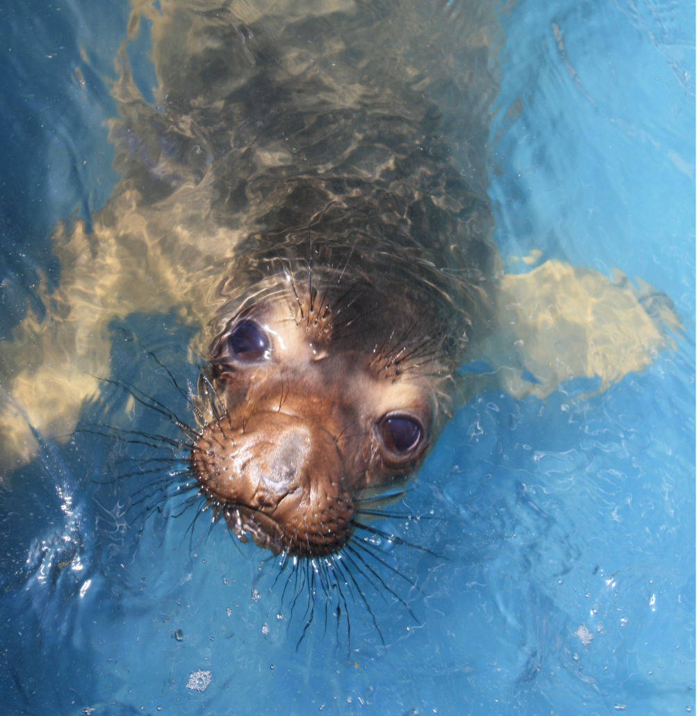 Northern Elephant Seal Rescue And Rehabilitation During The Covid 