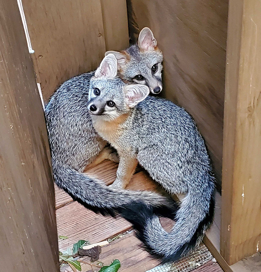 The Climbing Fox | California Wildlife Center