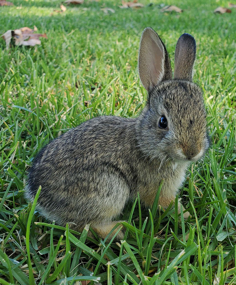 Case Study: Cottontail Caught in Fence | California Wildlife Center