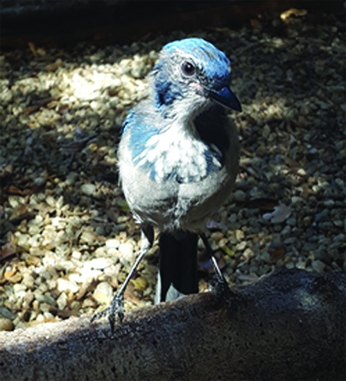 Fledgling western scrub jay