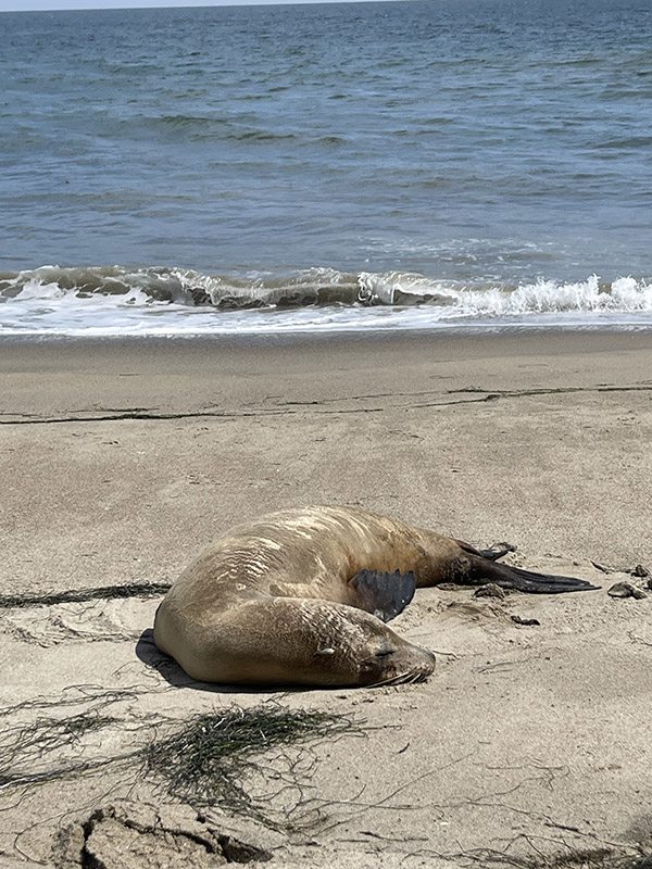 2023 Summer Domoic Acid Event – A Challenging Time for Hundreds of