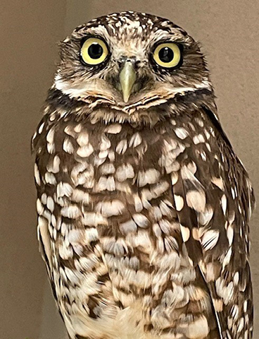 11-23-Burrowing-Owl-1.jpg