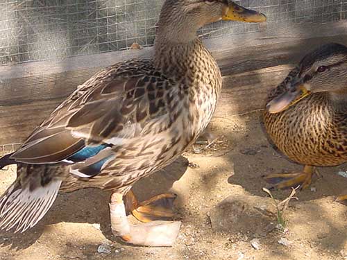duck boot forces