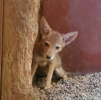 CoyotePup