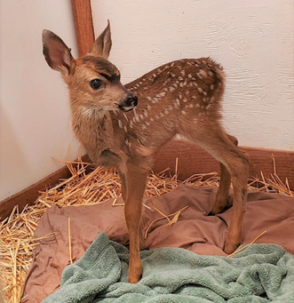 Mule Deer Fawn