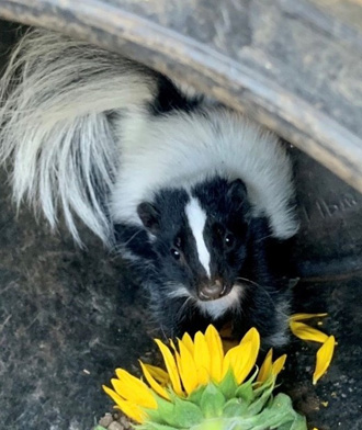 Striped Skunk Kit