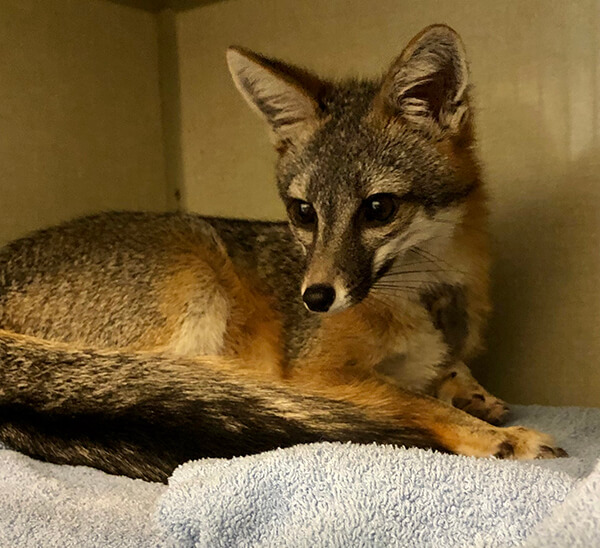 Gray Fox patient in care at CWC