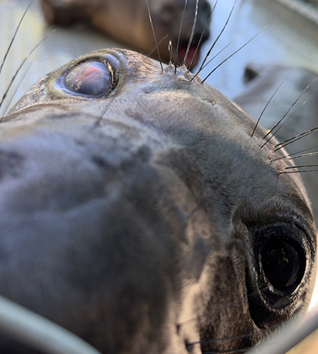 Staff noted that Orange’s eye had a cloudy and bloodshot appearance