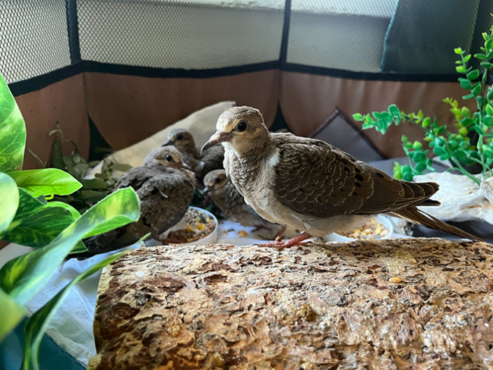 The Littlest Dove | California Wildlife Center