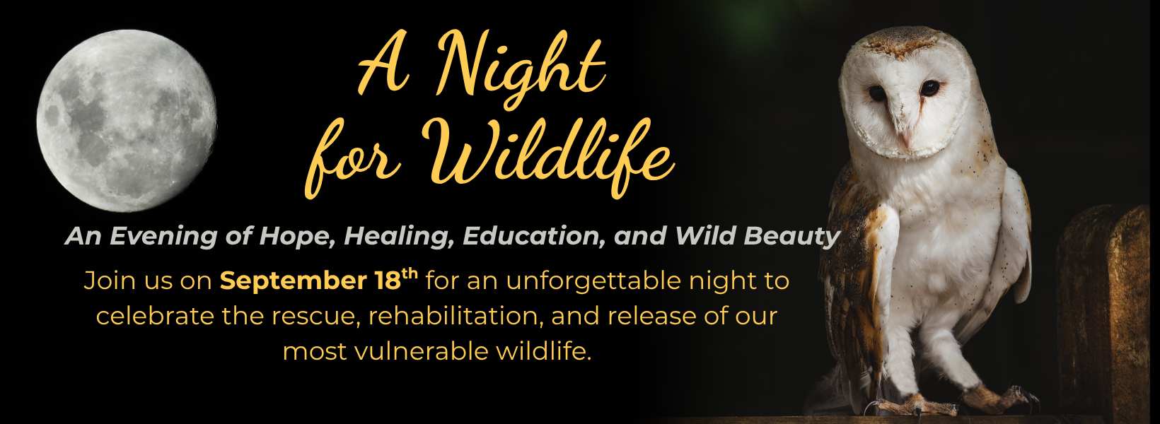 BANNER AUG 1- presale WOUT LINK