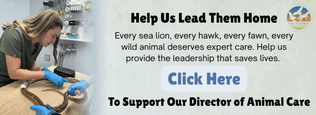 Help Us Lead Them Home (3)