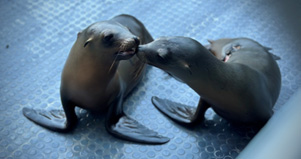 California Sea Lions in care