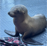 sealionrescued