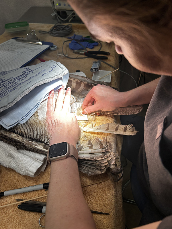 Dr. Lauren performs the imping operation