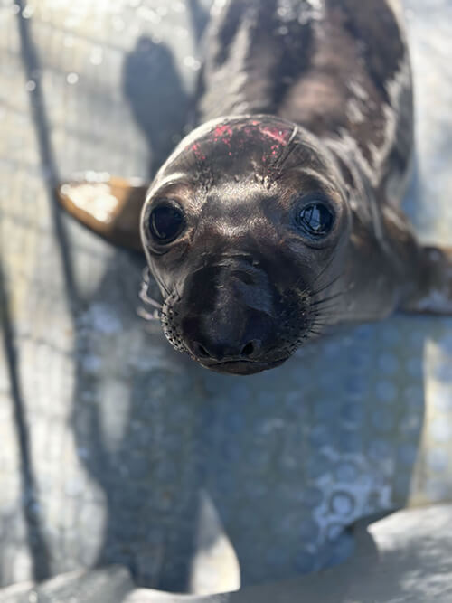 NorthernElephantSeal1