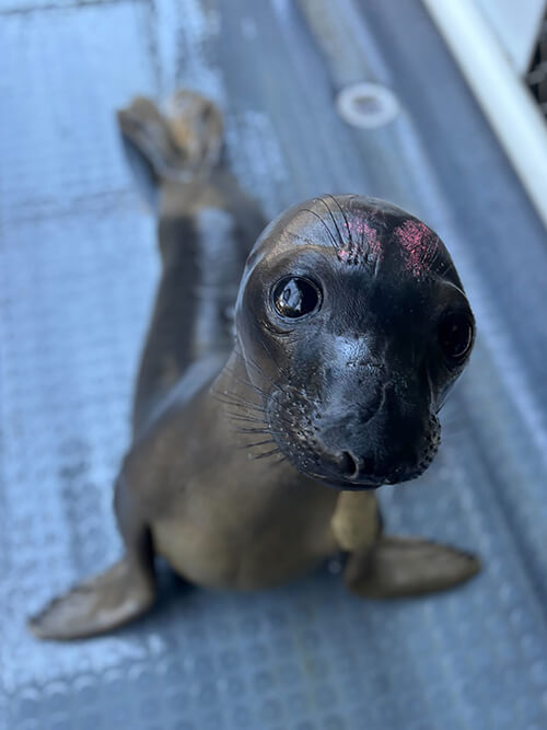 NorthernElephantSeal2