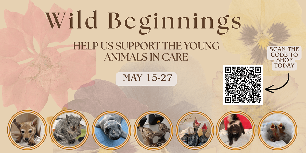 Wild beginnings Newsletter Banner Article 2