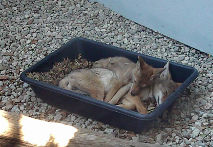 Coyote pups viewed through camera