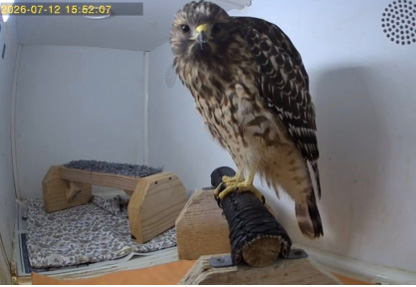 Red-Shouldered Hawk, taken during video monitoring.