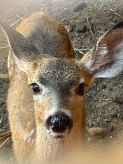 Mule Deer Fawn currently in care