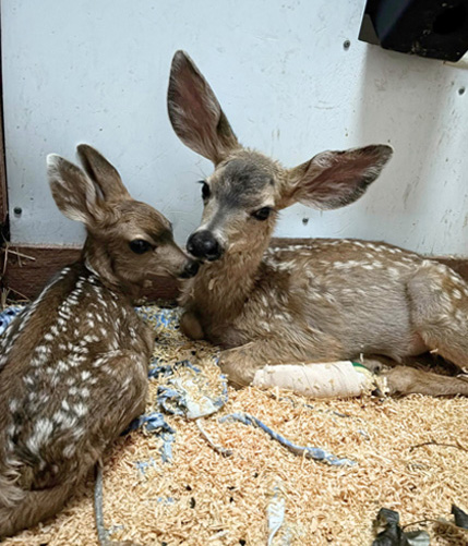 Young fawn admitted with severe leg wounds